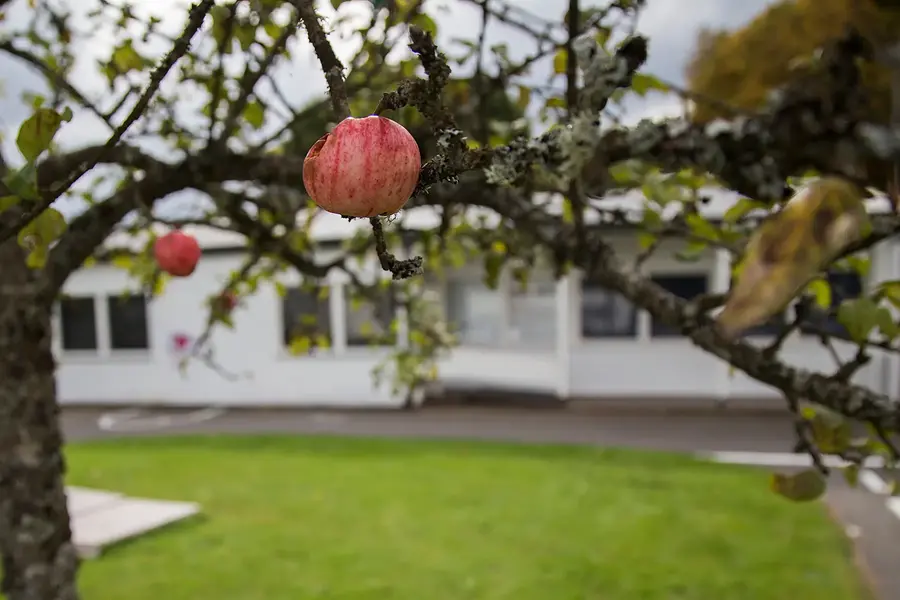 Närbild på ett rött äpple som hänger i ett äppleträd. I bakgrunden syns Rydals förskola.